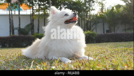 Weiß pomeranian Hund im Freien Park Stockfoto