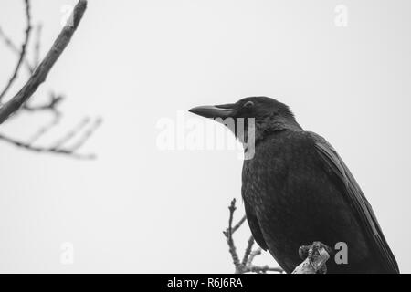Crow Stockfoto
