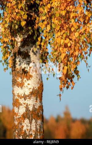 Herbst Birke mit Sonne. Blätter Herbst Birke gegen den Himmel. Goldener Herbst Birke. Birke mit gelb, orange und grüne Blätter auf backgrou Stockfoto