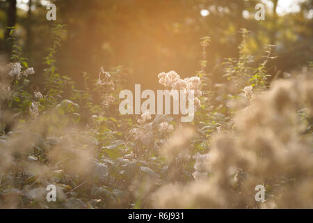 Pflanzen mit flauschigen Blüten in ihrem natürlichen Lebensraum Hintergrundbeleuchtung der Sonne verblasst während einer sommerlichen Abend einem atmosphärischen Hintergrund Bild macht Stockfoto