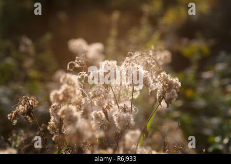 Pflanzen mit flauschigen Blüten in ihrem natürlichen Lebensraum Hintergrundbeleuchtung der Sonne verblasst während einer sommerlichen Abend einem atmosphärischen Hintergrund Bild macht Stockfoto