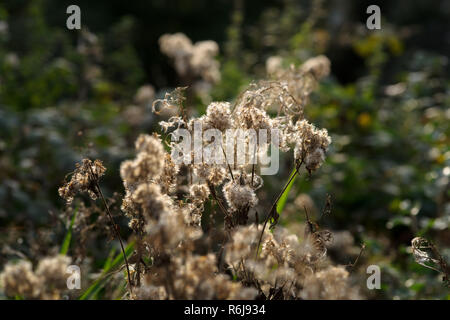 Pflanzen mit flauschigen Blüten in ihrem natürlichen Lebensraum Hintergrundbeleuchtung der Sonne verblasst während einer sommerlichen Abend einem atmosphärischen Hintergrund Bild macht Stockfoto