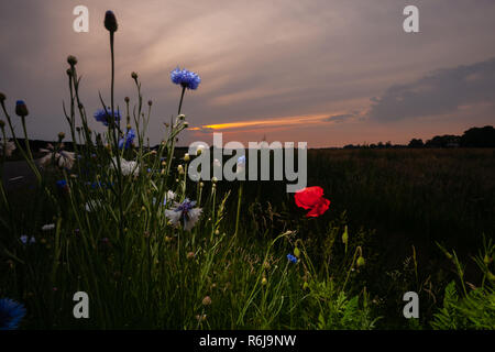 Atmosphärische Bouquet von wilden Blumen während einem bewölkten Sonnenuntergang. Die letzten Strahlen der Sonne, die Farbe der Wolken und einen dynamischen Kontrast während einer spri erstellen Stockfoto