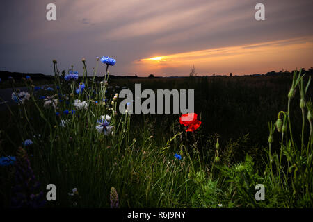 Atmosphärische Bouquet von wilden Blumen während einem bewölkten Sonnenuntergang. Die letzten Strahlen der Sonne, die Farbe der Wolken und einen dynamischen Kontrast während einer spri erstellen Stockfoto