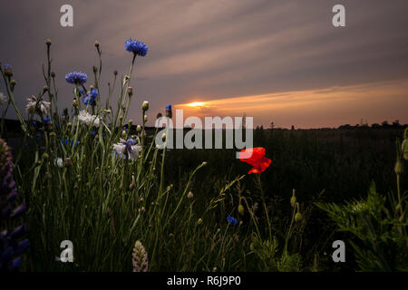 Atmosphärische Bouquet von wilden Blumen während einem bewölkten Sonnenuntergang. Die letzten Strahlen der Sonne, die Farbe der Wolken und einen dynamischen Kontrast während einer spri erstellen Stockfoto