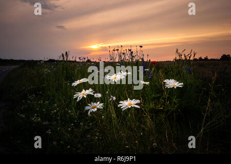 Atmosphärische Bouquet von wilden Blumen während einem bewölkten Sonnenuntergang. Die letzten Strahlen der Sonne, die Farbe der Wolken und einen dynamischen Kontrast während einer spri erstellen Stockfoto