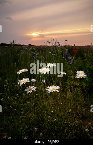 Atmosphärische Bouquet von wilden Blumen während einem bewölkten Sonnenuntergang. Die letzten Strahlen der Sonne, die Farbe der Wolken und einen dynamischen Kontrast während einer spri erstellen Stockfoto