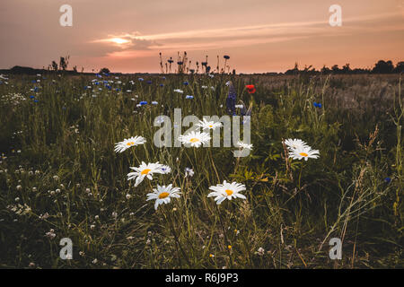 Atmosphärische Bouquet von wilden Blumen während einem bewölkten Sonnenuntergang. Die letzten Strahlen der Sonne, die Farbe der Wolken und einen dynamischen Kontrast während einer spri erstellen Stockfoto