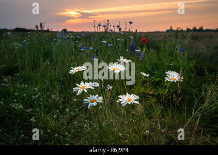 Atmosphärische Bouquet von wilden Blumen während einem bewölkten Sonnenuntergang. Die letzten Strahlen der Sonne, die Farbe der Wolken und einen dynamischen Kontrast während einer spri erstellen Stockfoto