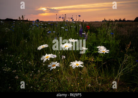 Atmosphärische Bouquet von wilden Blumen während einem bewölkten Sonnenuntergang. Die letzten Strahlen der Sonne, die Farbe der Wolken und einen dynamischen Kontrast während einer spri erstellen Stockfoto