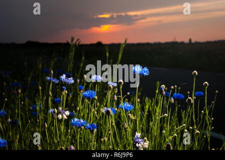 Atmosphärische Bouquet von wilden Blumen während einem bewölkten Sonnenuntergang. Die letzten Strahlen der Sonne, die Farbe der Wolken und einen dynamischen Kontrast während einer spri erstellen Stockfoto