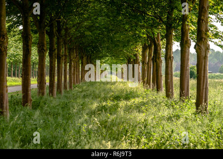 Blühende Bäume mit Laub in einer Reihe oder Avenue mit scheint die Sonne durch die Zweige. Hohes Gras mit Licht und Stimmungsvolle Ansichten w Stockfoto