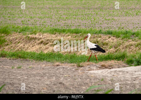 Weißstorch (Ciconia ciconia) Wandern auf der grünen Wiese. Perky großen Vogel mit weißen und schwarzen Farben Schritte durch die Wiese auf der Suche nach Essen Stockfoto