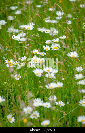 Atmosphärische Bouquet von wilden Blumen und Daisy Erstellen einer dynamischen Kontrast mit clours während einer Feder Szene in eine holländische Polderlandschaft Stockfoto