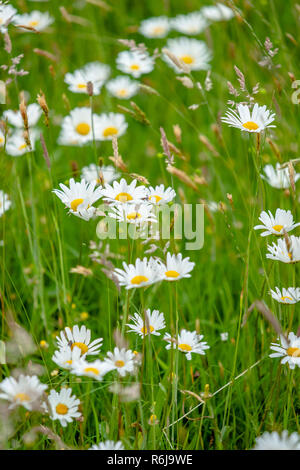 Atmosphärische Bouquet von wilden Blumen und Daisy Erstellen einer dynamischen Kontrast mit clours während einer Feder Szene in eine holländische Polderlandschaft Stockfoto