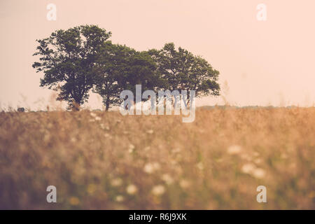 Blick auf eine natürliche Weide mit Gräsern, wilde Blumen und die natürliche Vegetation. Am Horizont große grüne grüne Bäume auf einem abfallenden Horizont. Ein altes sa Stockfoto