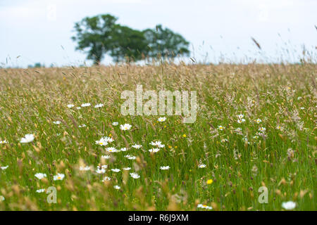 Blick auf eine natürliche Weide mit Gräsern, wilde Blumen und die natürliche Vegetation. Am Horizont große grüne grüne Bäume auf einem abfallenden Horizont. Ein altes sa Stockfoto