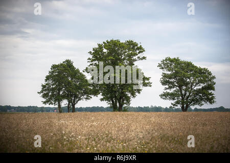 Blick auf eine natürliche Weide mit Gräsern, wilde Blumen und die natürliche Vegetation. Am Horizont große grüne grüne Bäume auf einem abfallenden Horizont. Ein altes sa Stockfoto