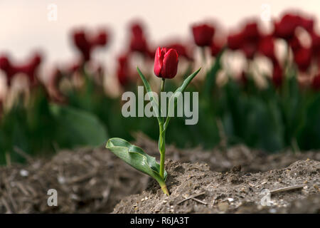 Typisches Bild in den Niederlanden. Tulpen in niedrigen Zeilen und verschiedenen Farben wachsen in den Ackerflächen und Blüte für den weltweiten Export, die geerntet werden. Stockfoto