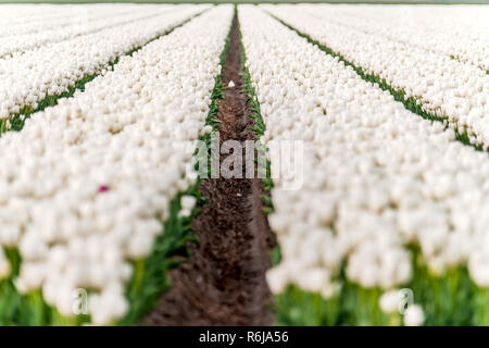 Typisches Bild in den Niederlanden. Tulpen in niedrigen Zeilen und verschiedenen Farben wachsen in den Ackerflächen und Blüte für den weltweiten Export, die geerntet werden. Stockfoto