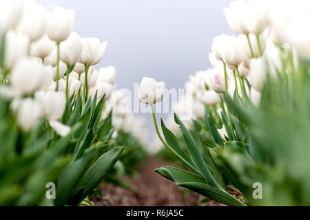 Typisches Bild in den Niederlanden. Tulpen in niedrigen Zeilen und verschiedenen Farben wachsen in den Ackerflächen und Blüte für den weltweiten Export, die geerntet werden. Stockfoto