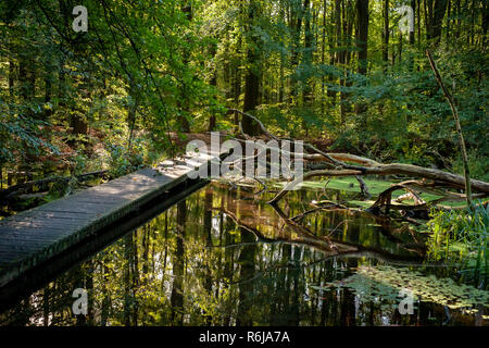 Sumpfigen Wald mit Sonnenstrahlen, Bäche und Farben des Herbstes. Stockfoto