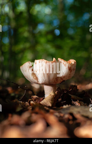 Große giftige Pilze im Wald zwischen Herbst Blätter mit atmosphärischen Sonnenlicht im Herbst Szene Stockfoto