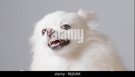 Wütend pomeranian Hund Stockfoto