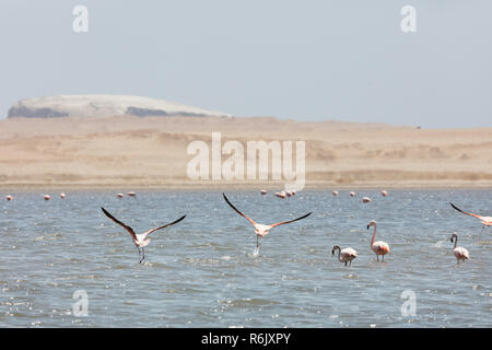 Flamingos chilenos in der nationalen Reserve von Paracas, Peru Stockfoto