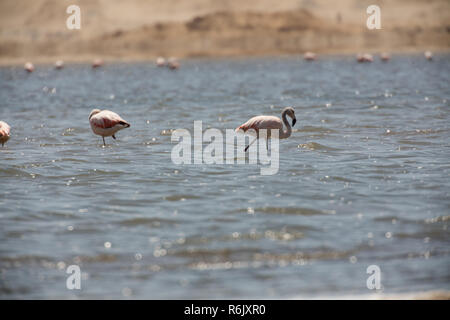 Flamingos chilenos in der nationalen Reserve von Paracas, Peru Stockfoto