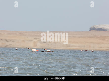 Flamingos chilenos in der nationalen Reserve von Paracas, Peru Stockfoto