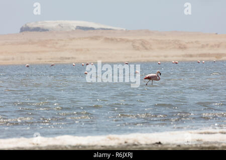 Flamingos chilenos in der nationalen Reserve von Paracas, Peru Stockfoto