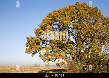 Quercus Robur. Eiche Baum im Herbst. Stockfoto