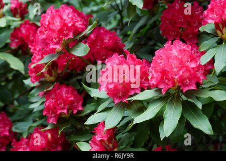 Rhododendron 'Madame de Bruin' Blumen. Stockfoto