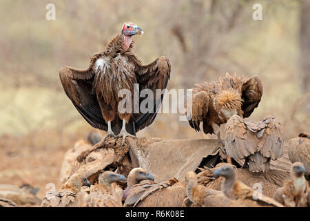 Scavenging Geier auf tote Elefant Stockfoto