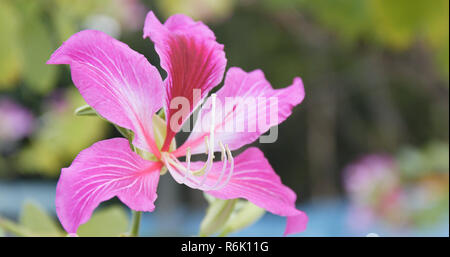 Rosa bauhinia Blume Nahaufnahme Stockfoto