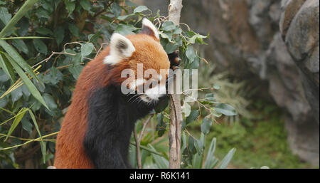 Red panda Essen Bambus Baum Stockfoto