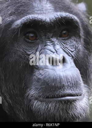 Portrait einer Gemeinsamen sdult männliche Schimpansen (Pan troglodytes). Kibale Forest Nationalpark, Uganda. Stockfoto