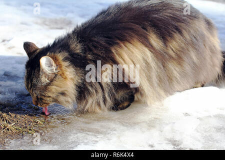 Eine Norwegische Waldkatze Getränke im Winter von einer Pfütze. Eine Katze trinkt Schnee Wasser Stockfoto