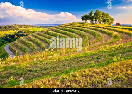 Terrassierten hügel landschaft in Medjimurje anzeigen Stockfoto