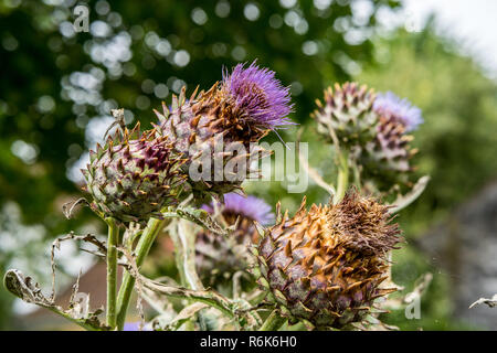 Mariendistel in voller Blüte im Garten wächst Stockfoto