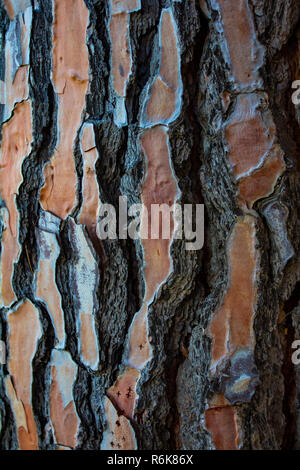 Rinde von Pine Tree in der Nähe für den Hintergrund. Stockfoto