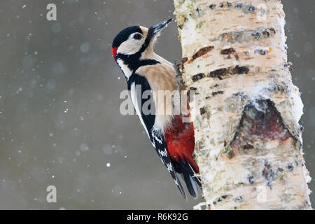 Mehr Buntspecht auf Silber Birke im Winter Stockfoto