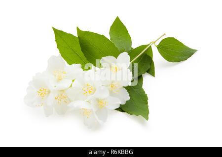 Jasmin. Der Zweig der blühenden Jasmin auf einem weißen Hintergrund. Jasminblüten. Stockfoto