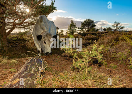 Farbe Landschaft Foto auf canford Heide, Poole mit entgegenkommenden Kuh schnüffeln am Boden mit wenig Sonne im Hintergrund. Stockfoto