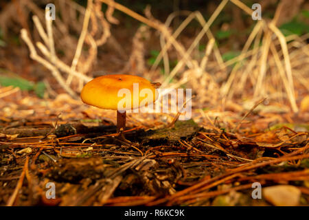 Lebendige einsam orange Pilz auf pine Waldboden mit einer Fliege auf seine Kappe thront. Stockfoto