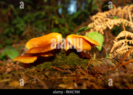 Lebendige Büschel der orange Pilze wachsen auf gefallenen Ast auf feuchtem Waldboden. Stockfoto