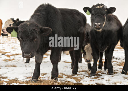 Angus und Hereford Kühe schauen in die Kamera vollen Vorderansicht ausatmen Atem in kalter Luft in einem Feld mit Schnee im Winter Stockfoto