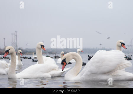 Swan, Enten, Möwen und Kahl - blässhühner. Schwäne, Enten und Möwen in der Hafenstadt Wasser an einem bewölkten Tag im Winter Stockfoto