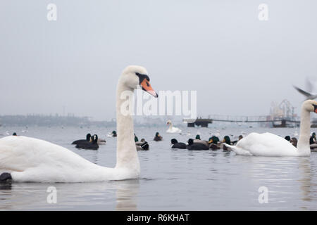 Swan, Enten, Möwen und Kahl - blässhühner. Schwäne, Enten und Möwen in der Hafenstadt Wasser an einem bewölkten Tag im Winter Stockfoto